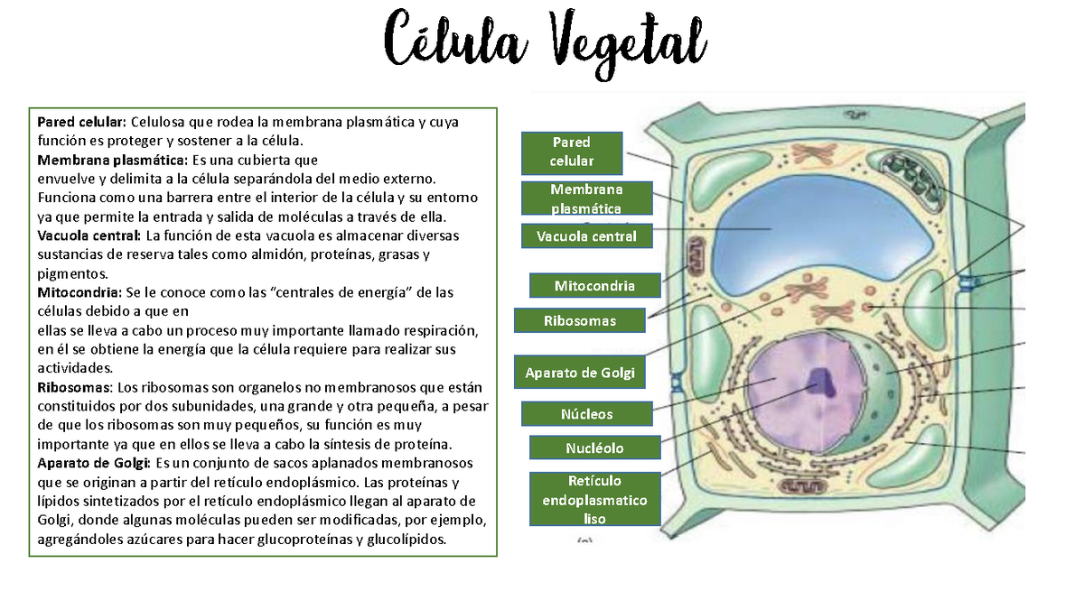 Diagrama De Vacuola Alimentaria
