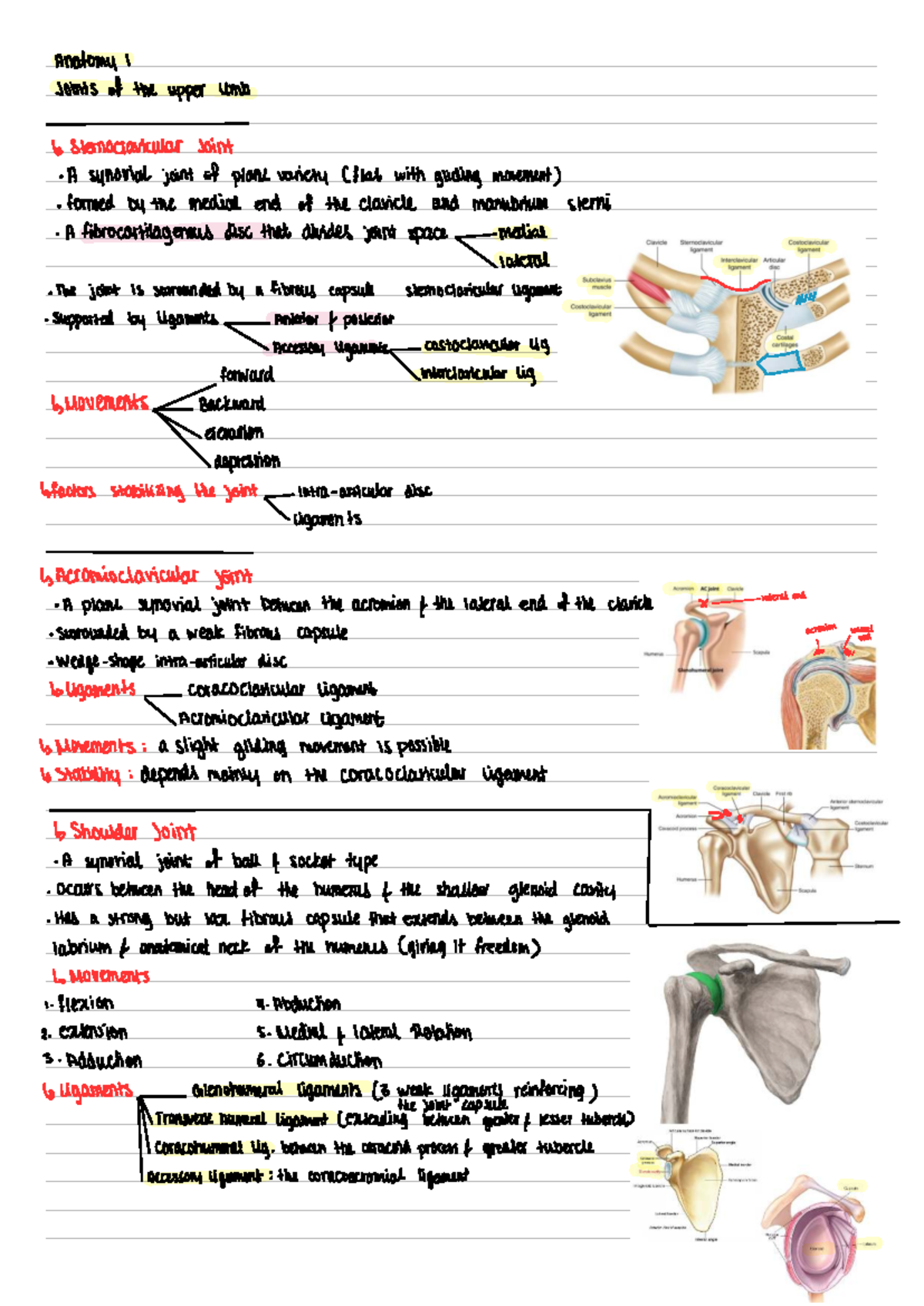 Anatomy I: Joints and Muscles of the Upper Limb and Trunk - Studocu