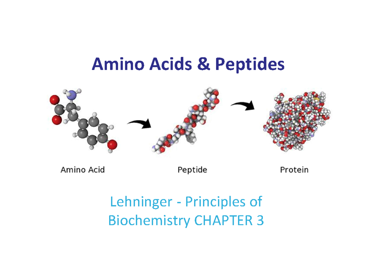 AY2526 Biochemistry Lecture: Amino Acids & Peptides Overview - Studocu