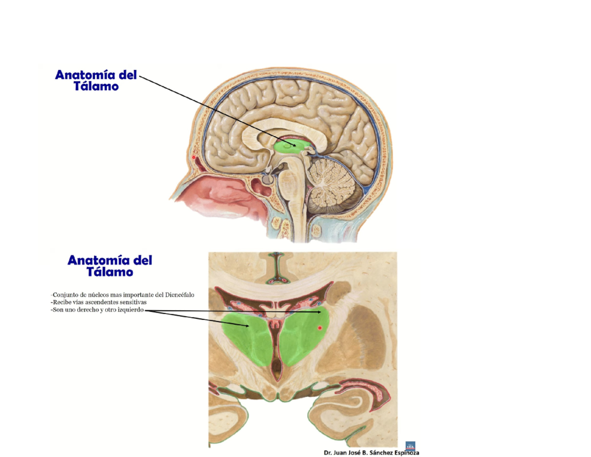 Anatomía del Tálamo: Breve Guía por Dr. Juan José B. Sánchez Espinoza ...