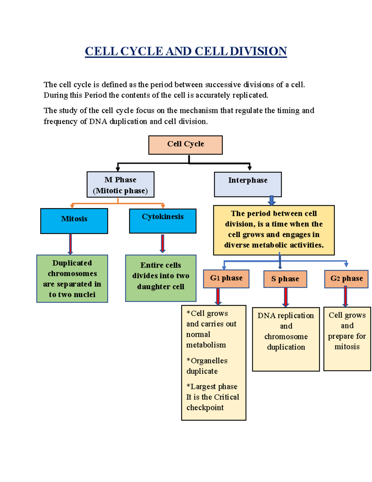 Cell Division Cycle Chart