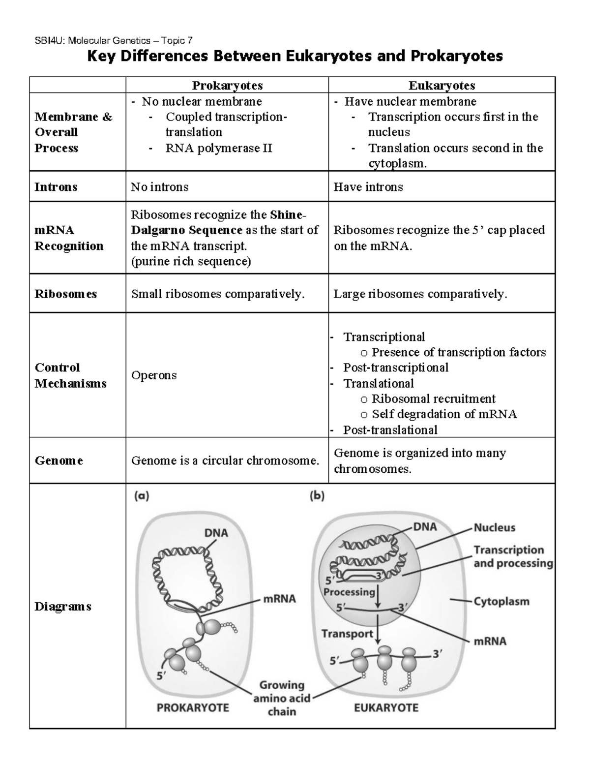 SBI4U: Key Differences in Gene Expression Between Eukaryotes ...