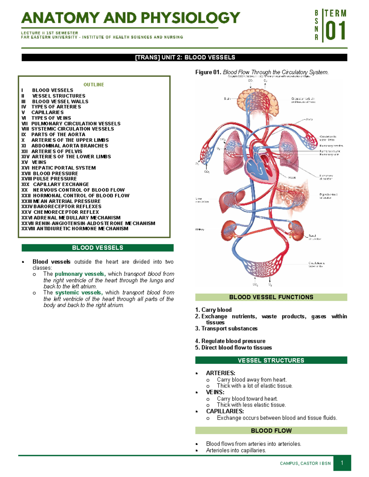 Chapter 13 Blood Vessels AND Circulation - [TRANS] UNIT 2: BLOOD ...