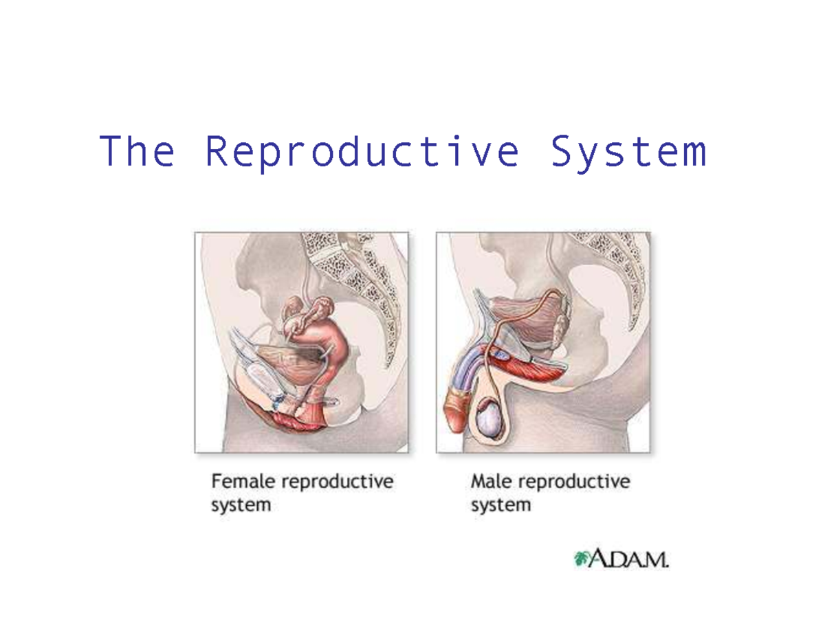 Reproductive System Overview: Male & Female Anatomy (BIO 101) - Studocu