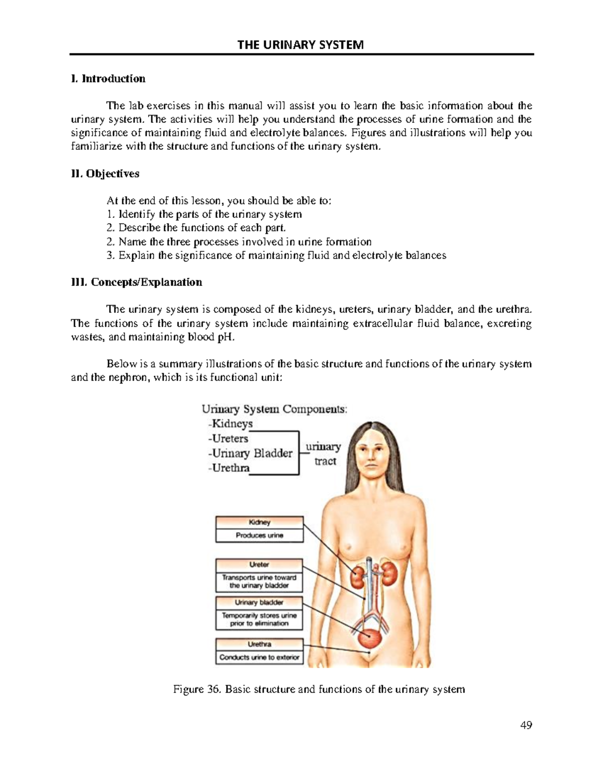 Manual for urinary system (nursing) - I. Introduction The lab exercises ...