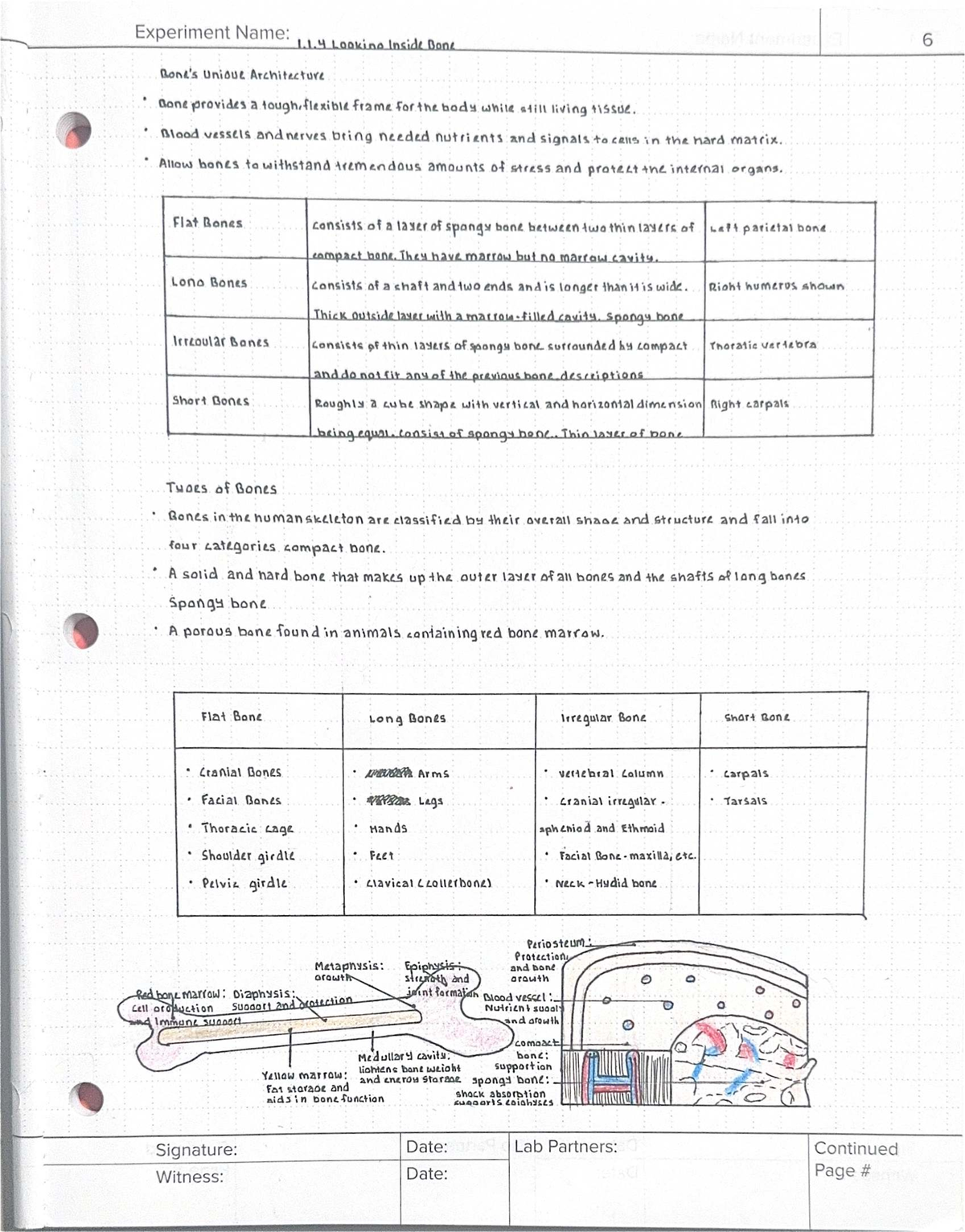 Final Exam Study Guide for ABC123: Bone Structure & Function - Studocu