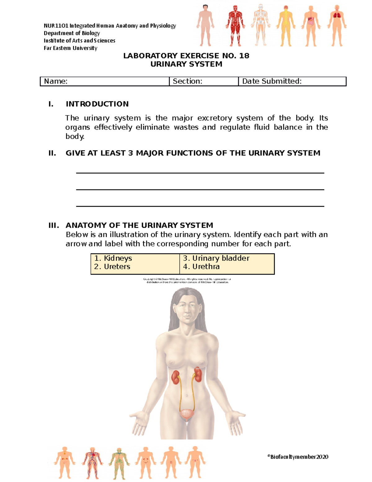 LAB Exercise 18 Urinary System - Department of Biology Institute of ...