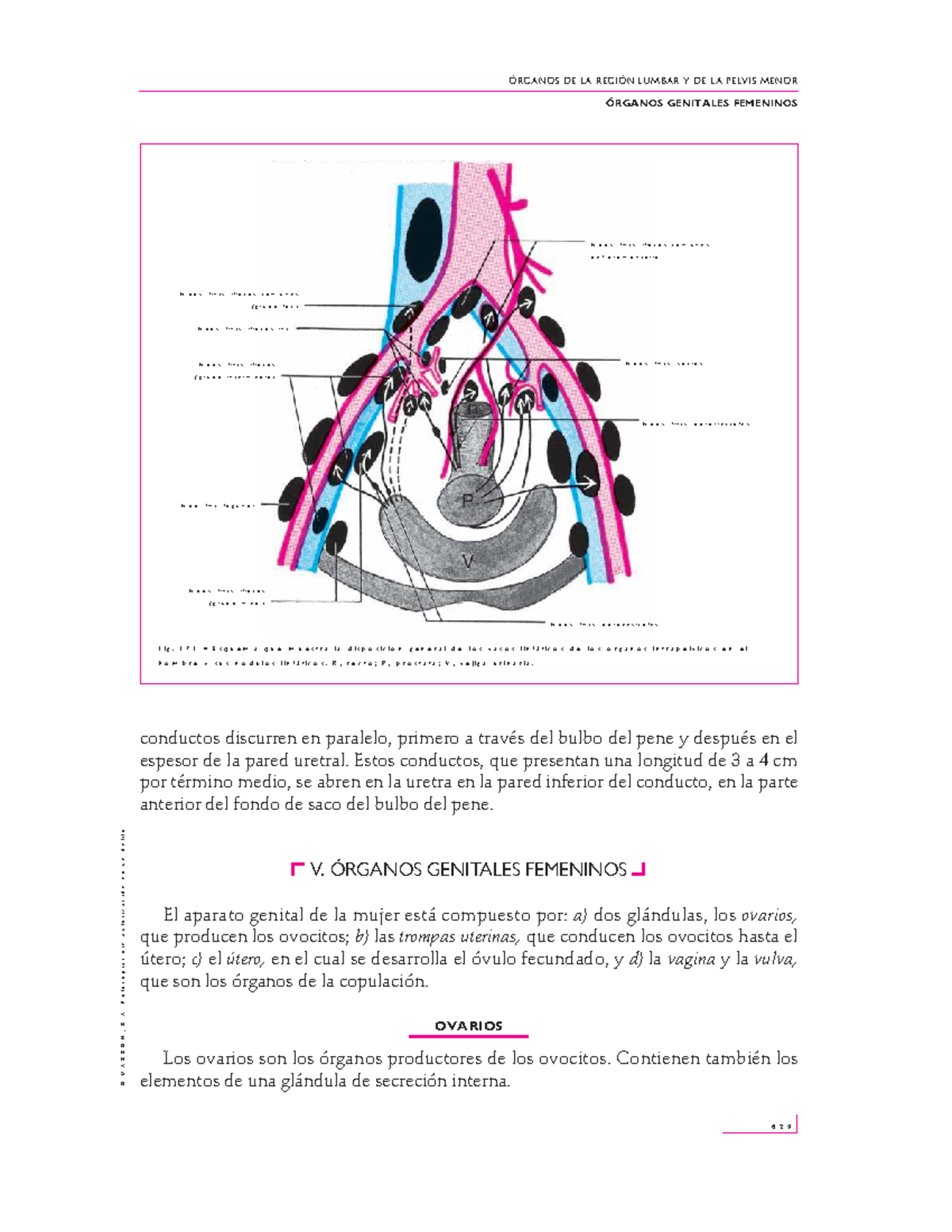 ROUVIERE II 11:20 T2 - Aparato Reproductor Femenino y Estructura ...