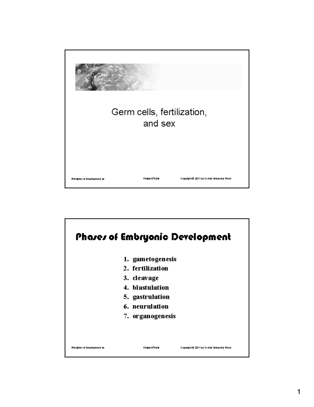 Germ Cells and Fertilization: Principles of Development 4e Overview ...