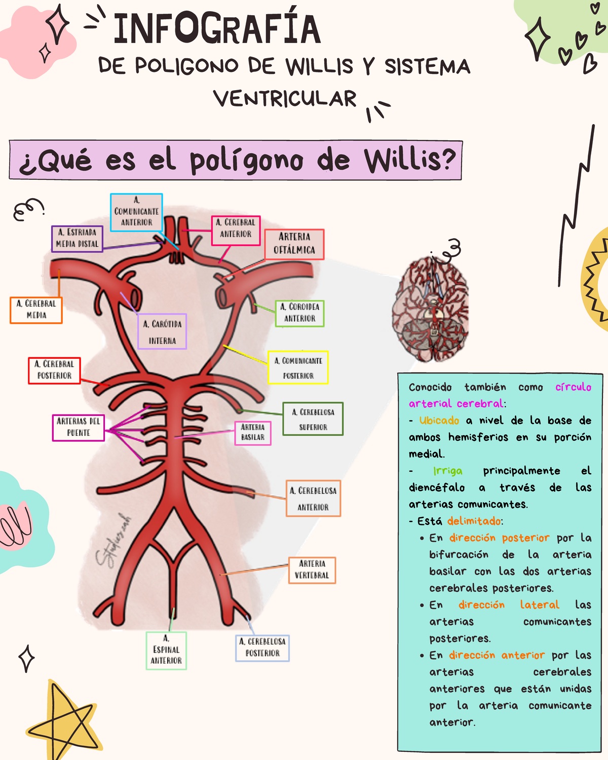 Anatomía Del Círculo De Willis