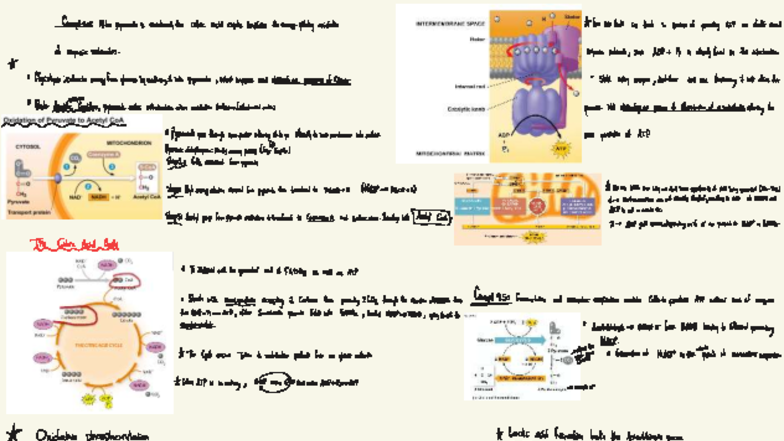 Bio 100-2 - Notes on Pyruvate Oxidation and Citric Acid Cycle - Studocu