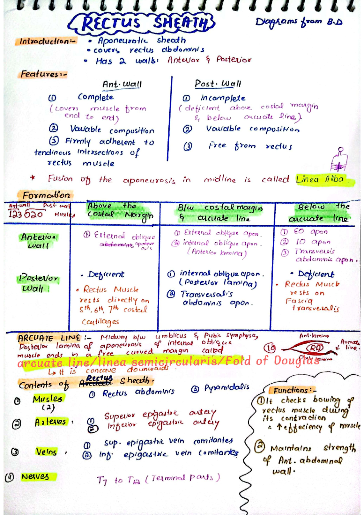 Abdomen and pelvis notes - RECTUS SHEATH Diagrams from B Aponeurotic ...