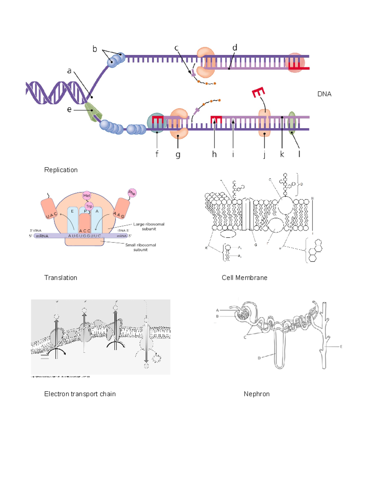 Diagrams - DNA Replication Translation Cell Membrane Electron transport ...