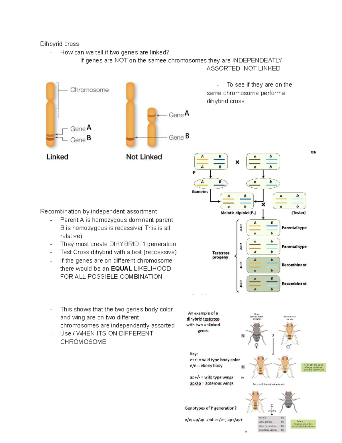 Understanding Lac Operon Regulation and Gene Expression in E. coli ...