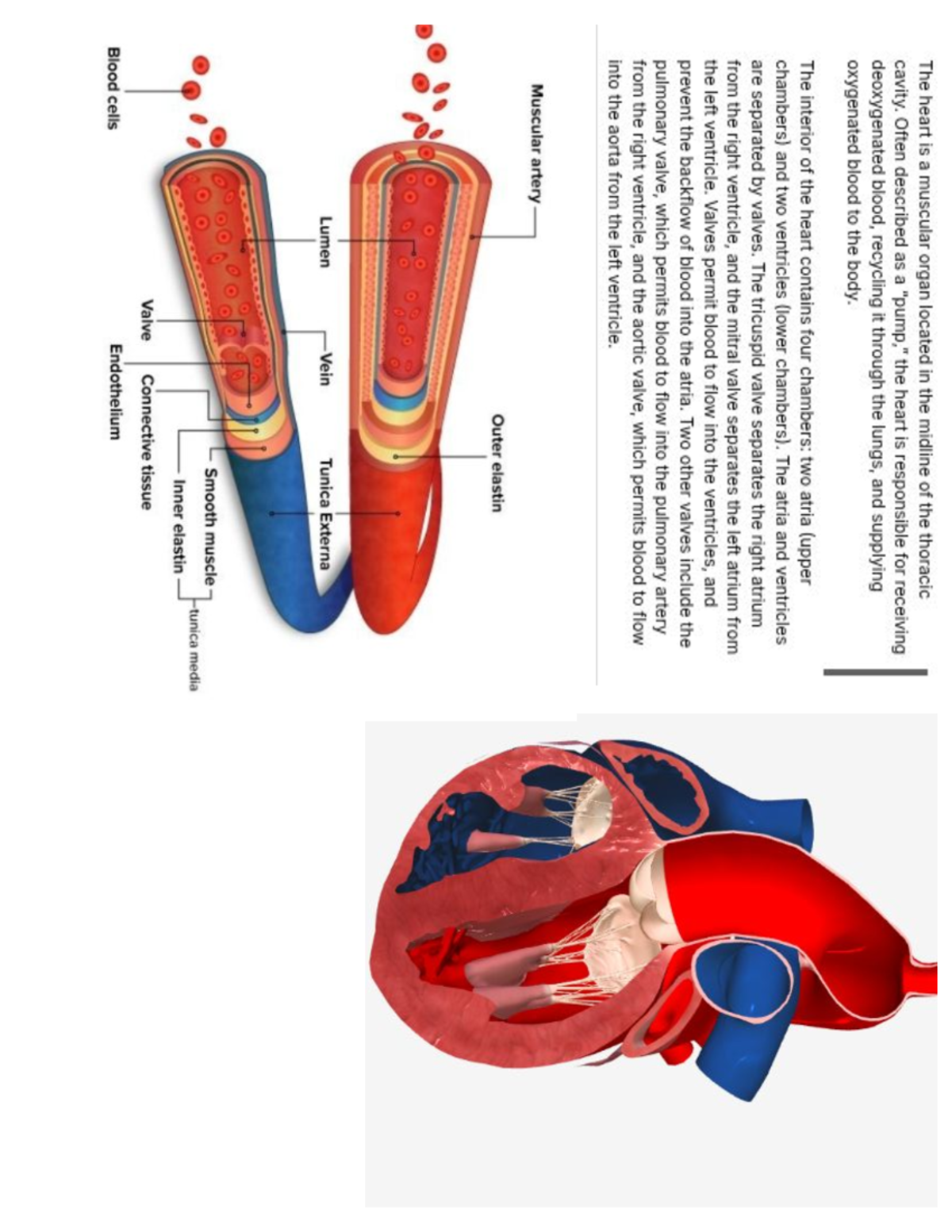 Cardio Test Review: Key Concepts in Cardiovascular Physiology - Studocu