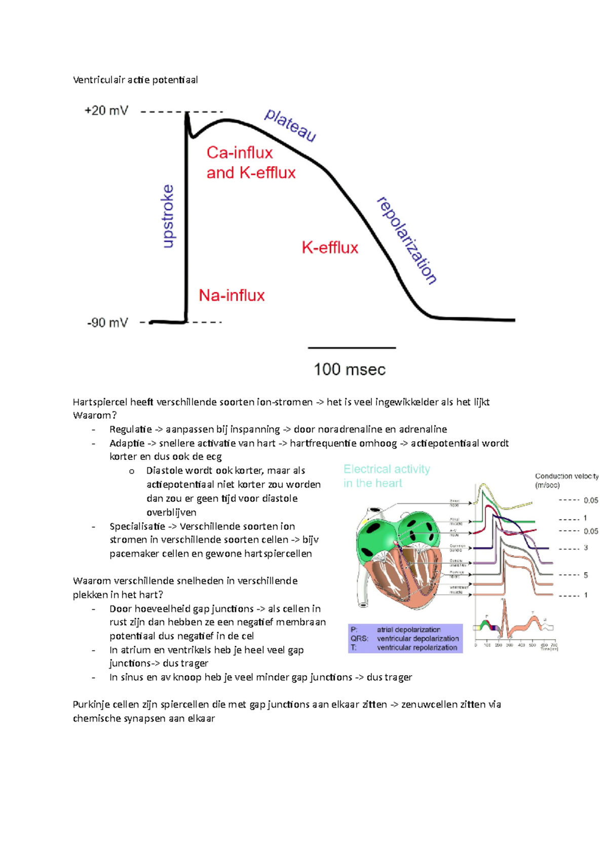College Fysiologie: Ventriculair Actiepotentiaal en ECG Analyse ...