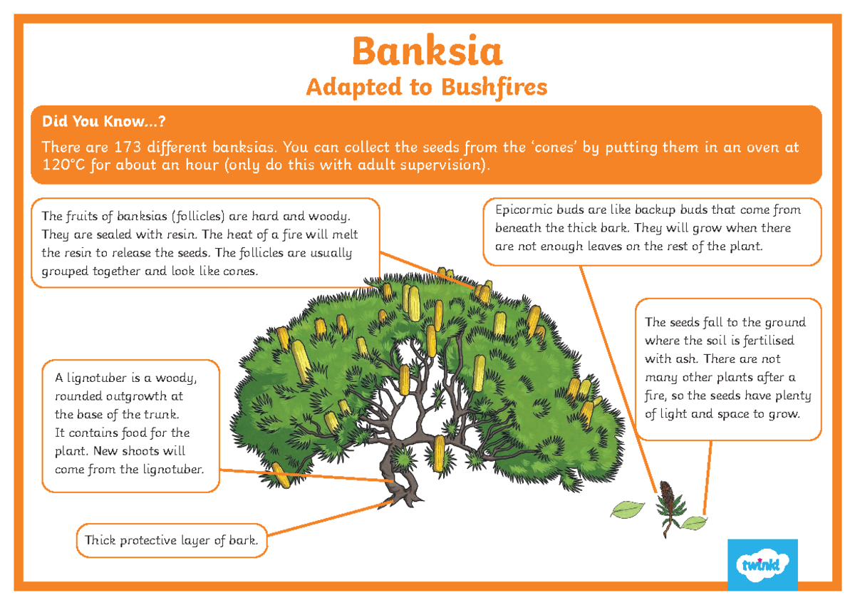 Banksia Adaptations to Bushfires: A Study on Resilience - Studocu