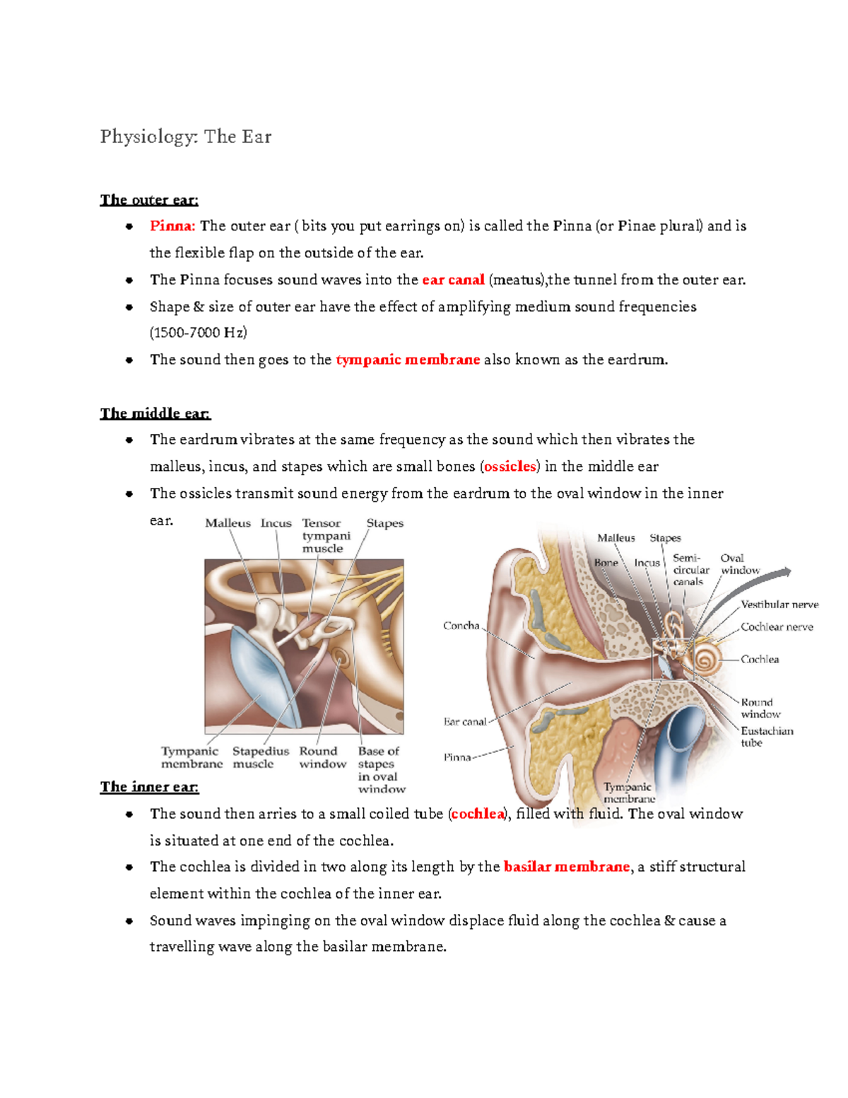 Physiology: The Ear- transduction - Physiology: The Ear The outer ear ...