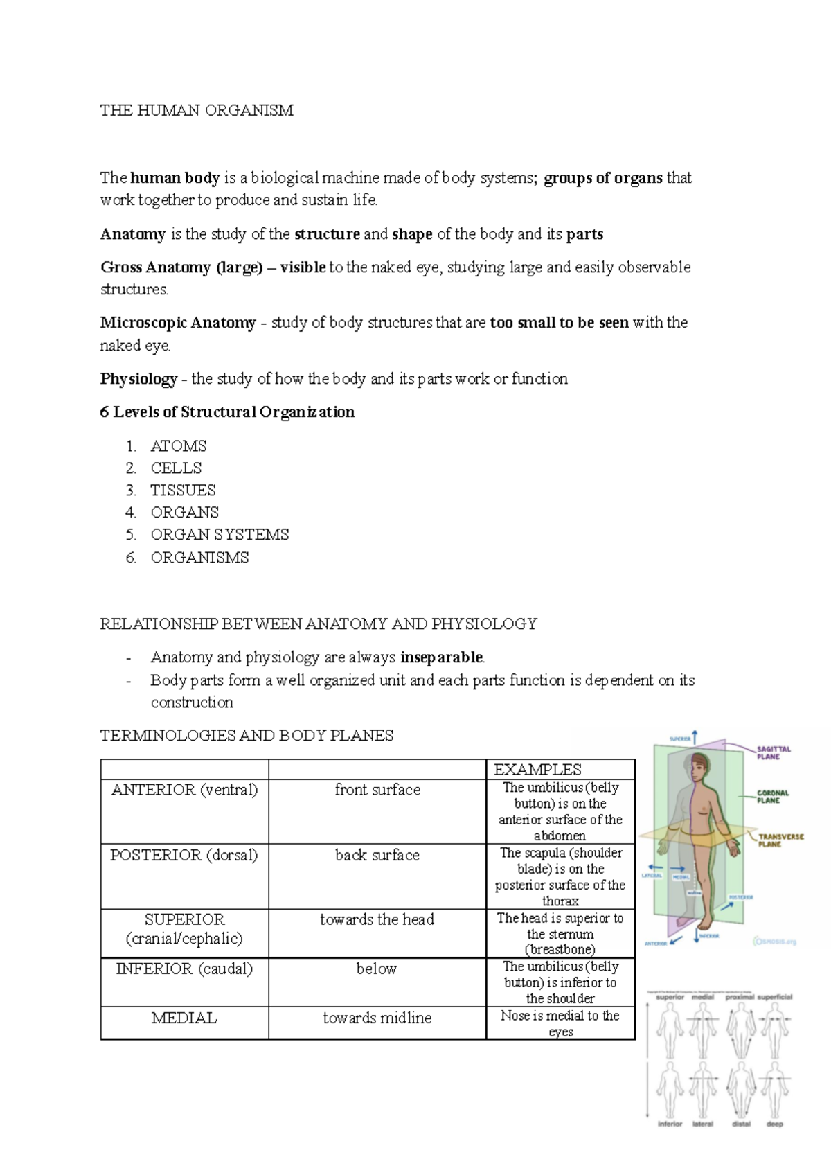 Anaphy- Reviewer - THE HUMAN ORGANISM The human body is a biological ...