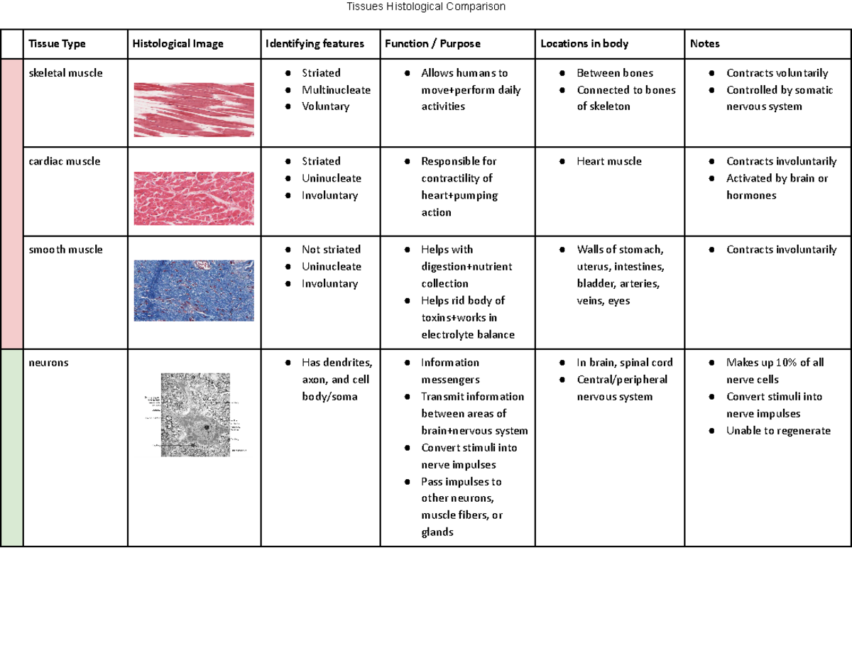 Tissue Type Identification and Histological Features Overview - Studocu