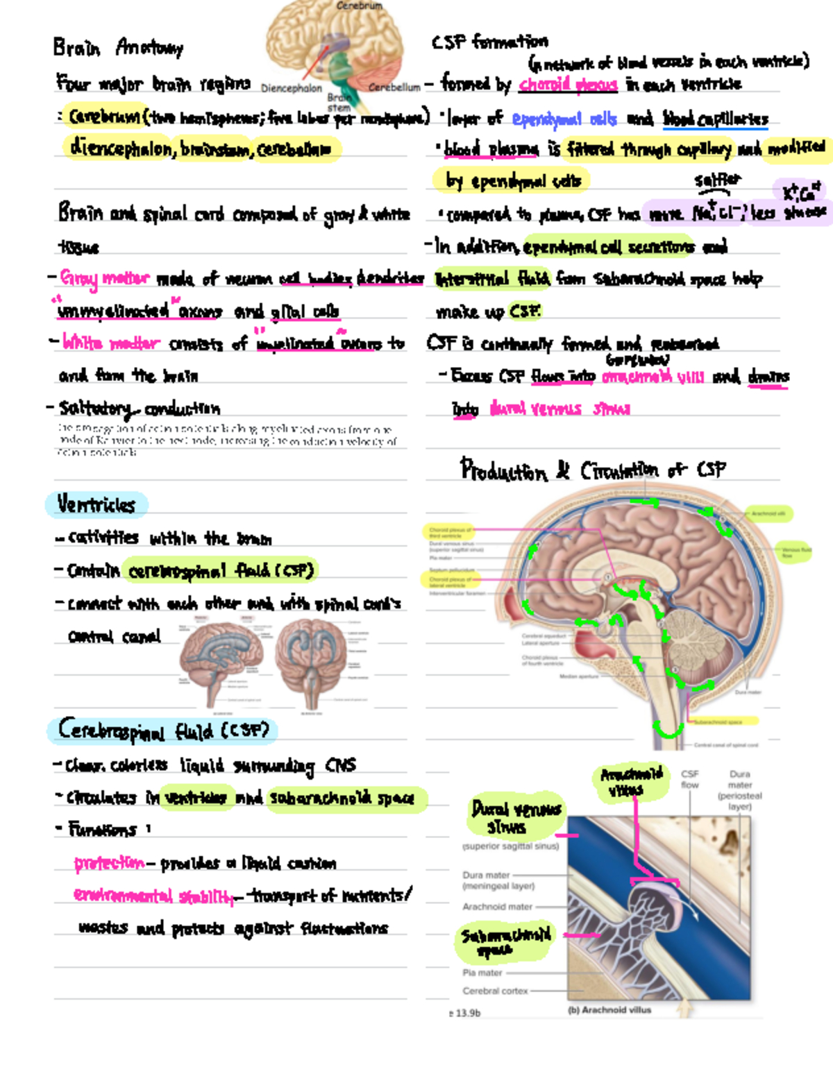 CNS 101: Exam 1 Lecture Notes on Brain Anatomy & Autonomic Functions ...