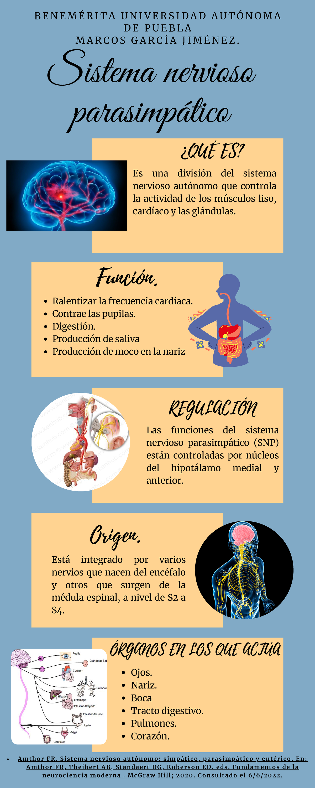 Infografía SNPS - Origen. Sistema nervioso parasimpático B E N E M É R ...