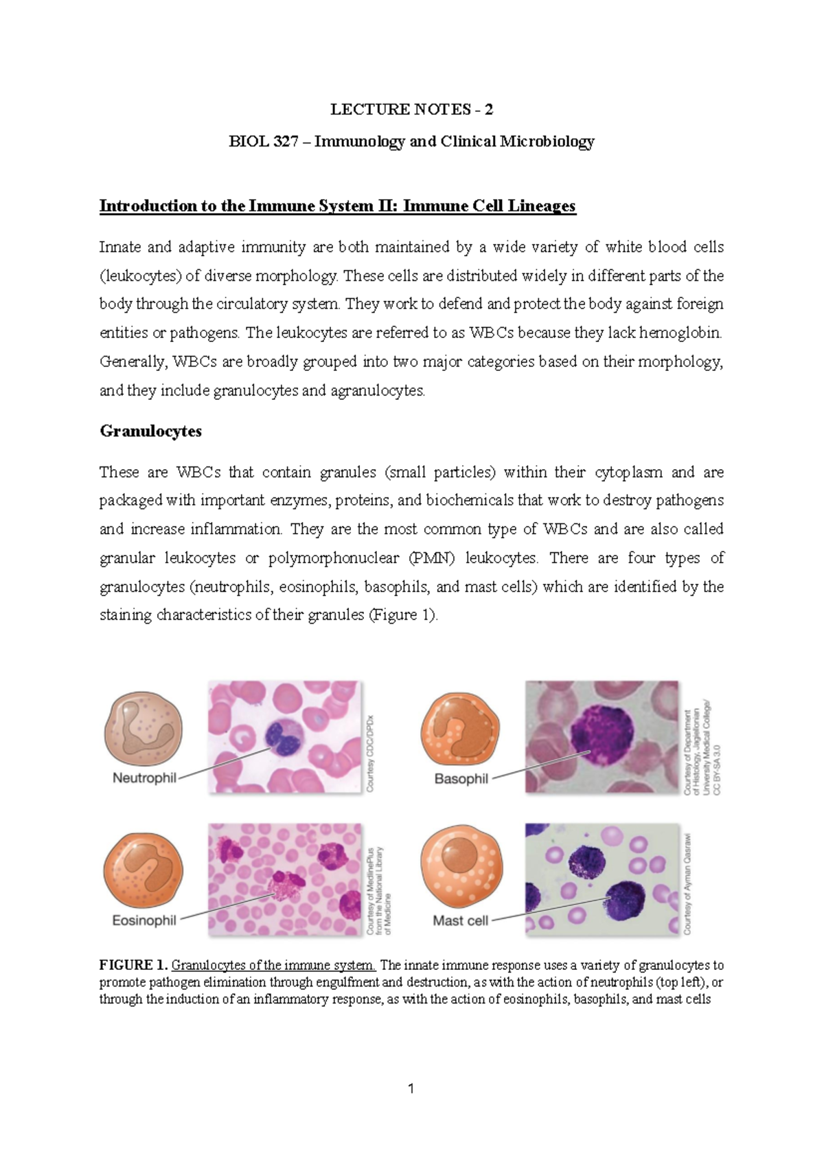 Hematopoiesis and Immune Cell Lineages - BIOL 327 Lecture Notes ...
