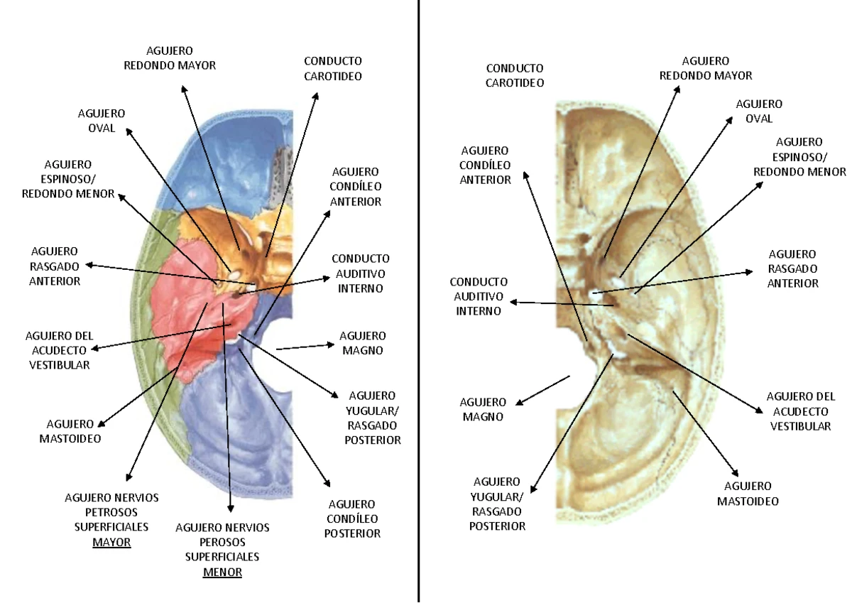 Esquema del Nervio Facial - Anatomía del VII Par Craneal - Studocu