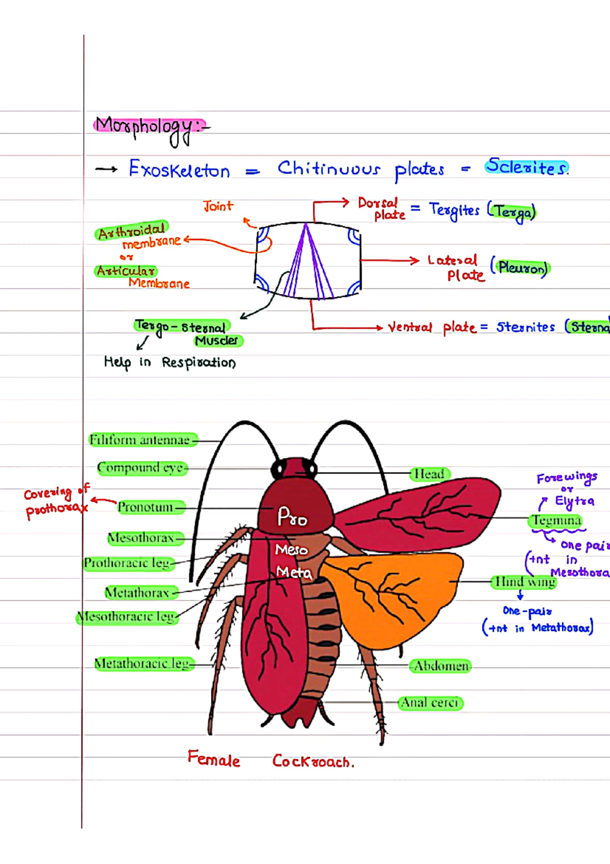 Cockroach - Morphology Exoskeleton Chitinuous plates Sclerites. Joint ...