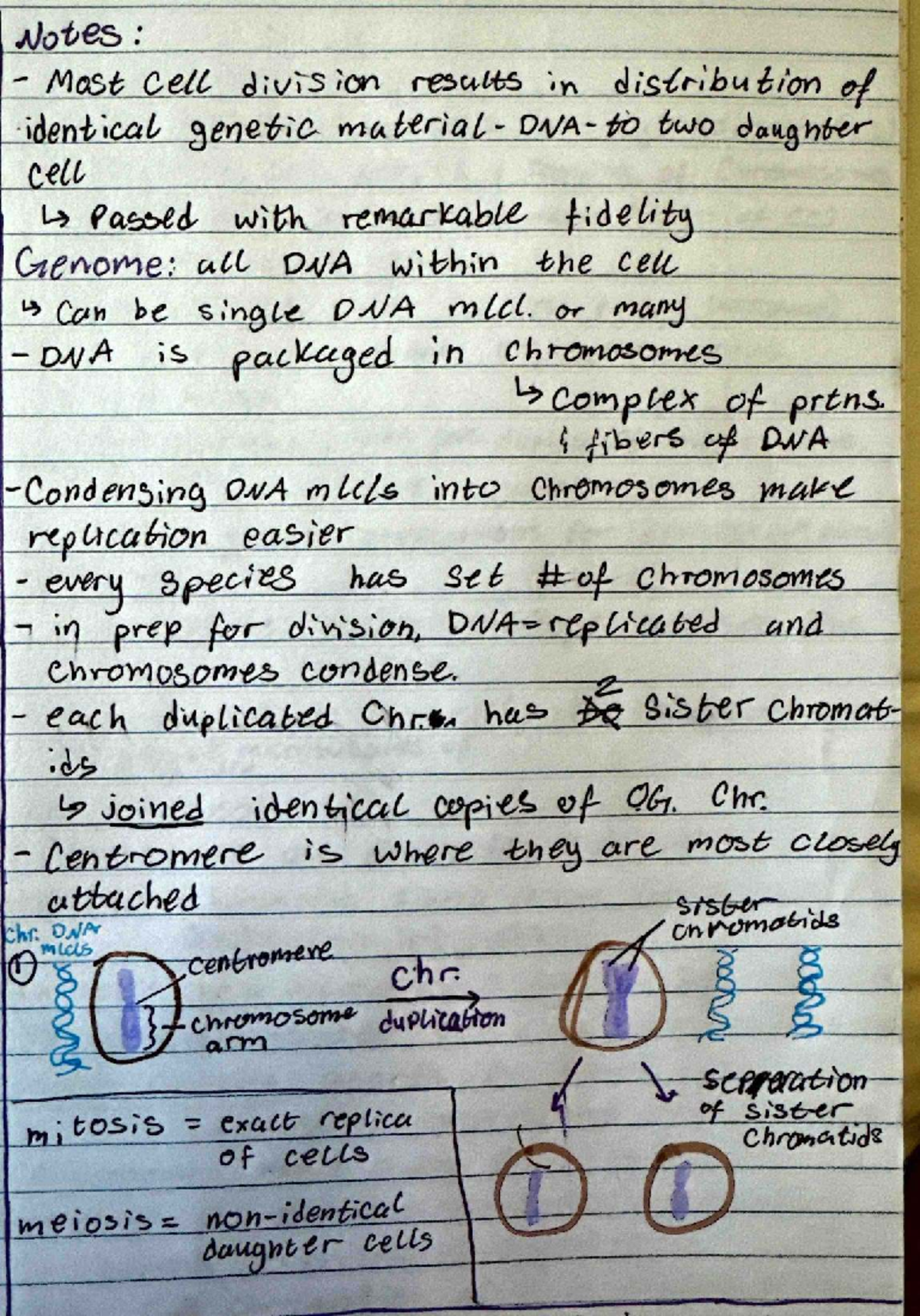 C 101: Meiosis and Mitosis Overview - Study Notes for Exam - Studocu