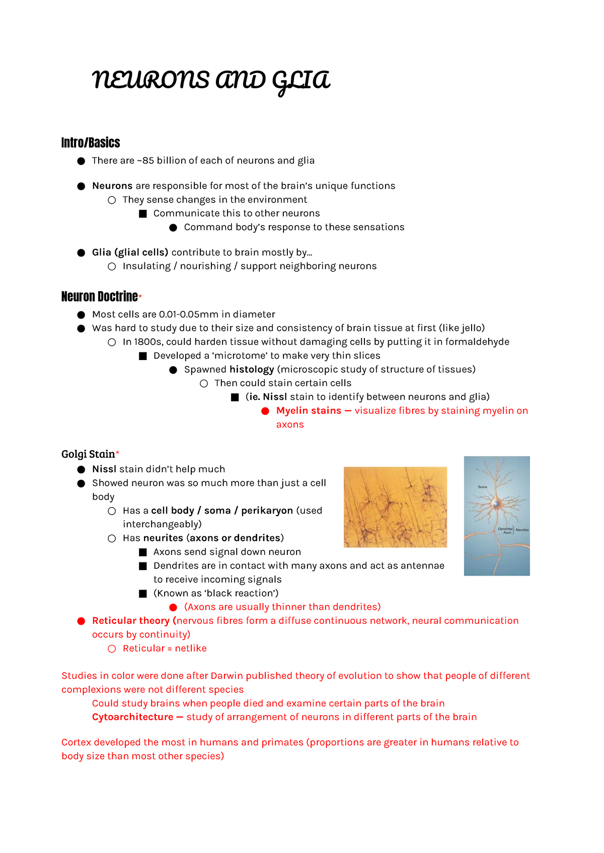 Chapter 2 Notes: Neurons and Glia in Neurobiology - Studocu