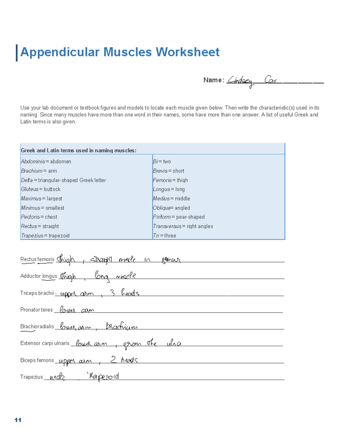 Appendicular Muscles Worksheet - F 2023 Study Guide - Studocu