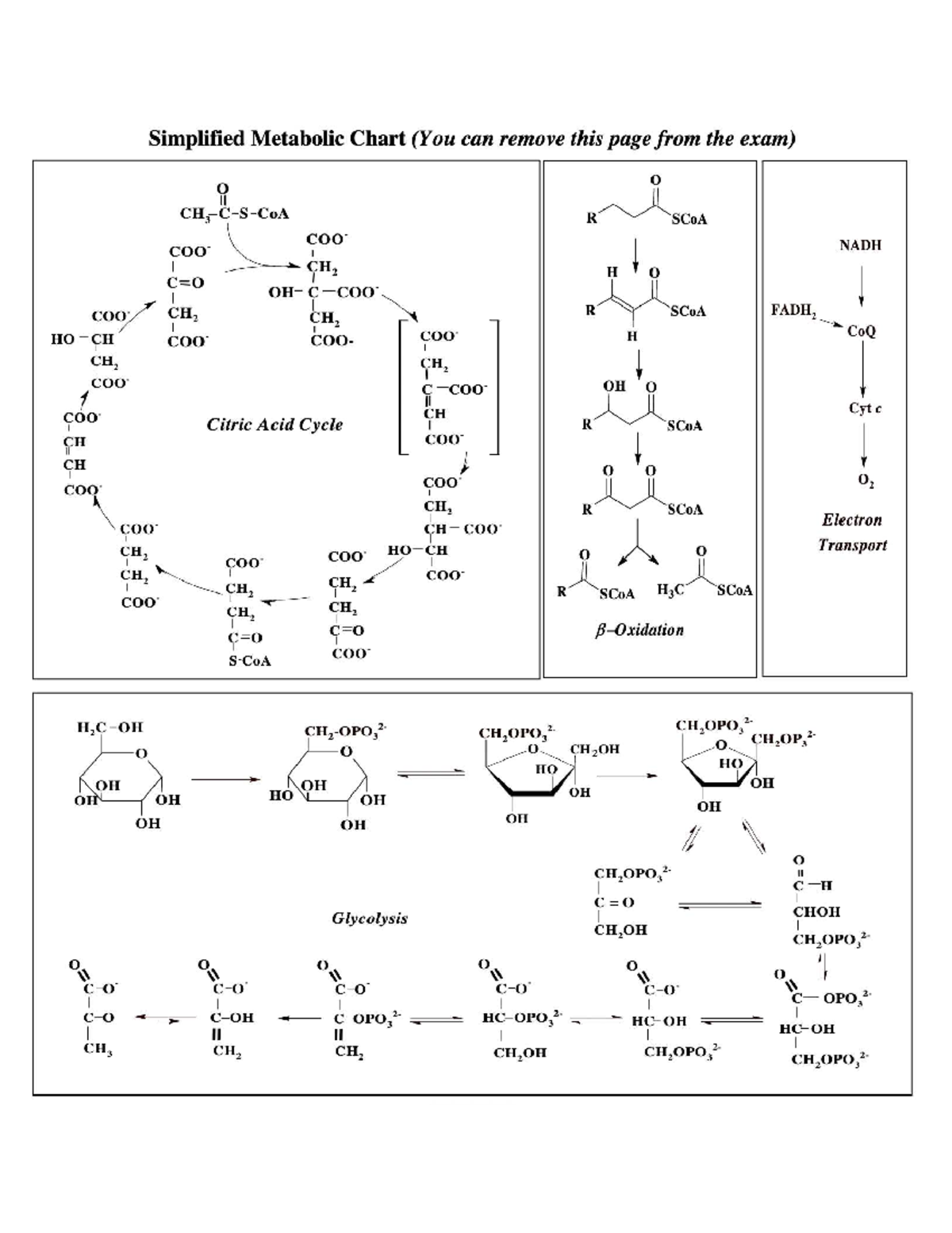 Metabolic chart for exam review (course code: BIO101) - Studocu