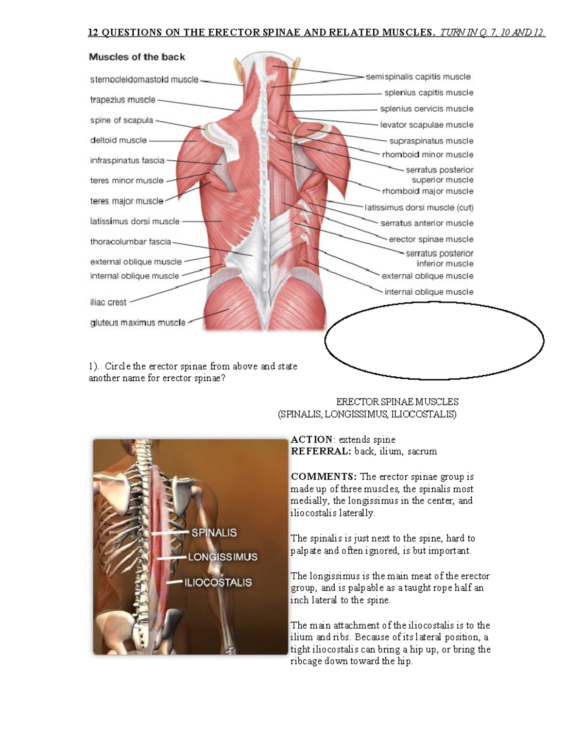 Erector Spinae Worksheet: Key Q\u0026A and Muscle Details Analysis - Studocu, image size:1200x1553