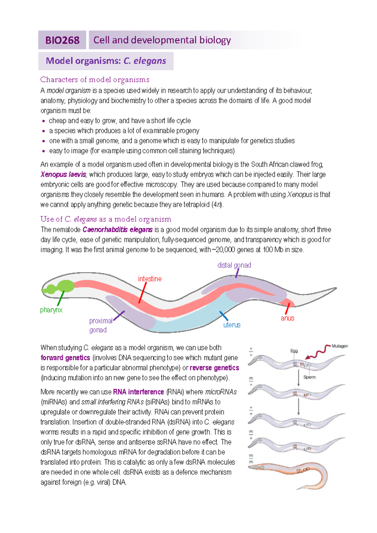 BIO268 Revision Notes: Model Organisms in Cell & Developmental Biology ...