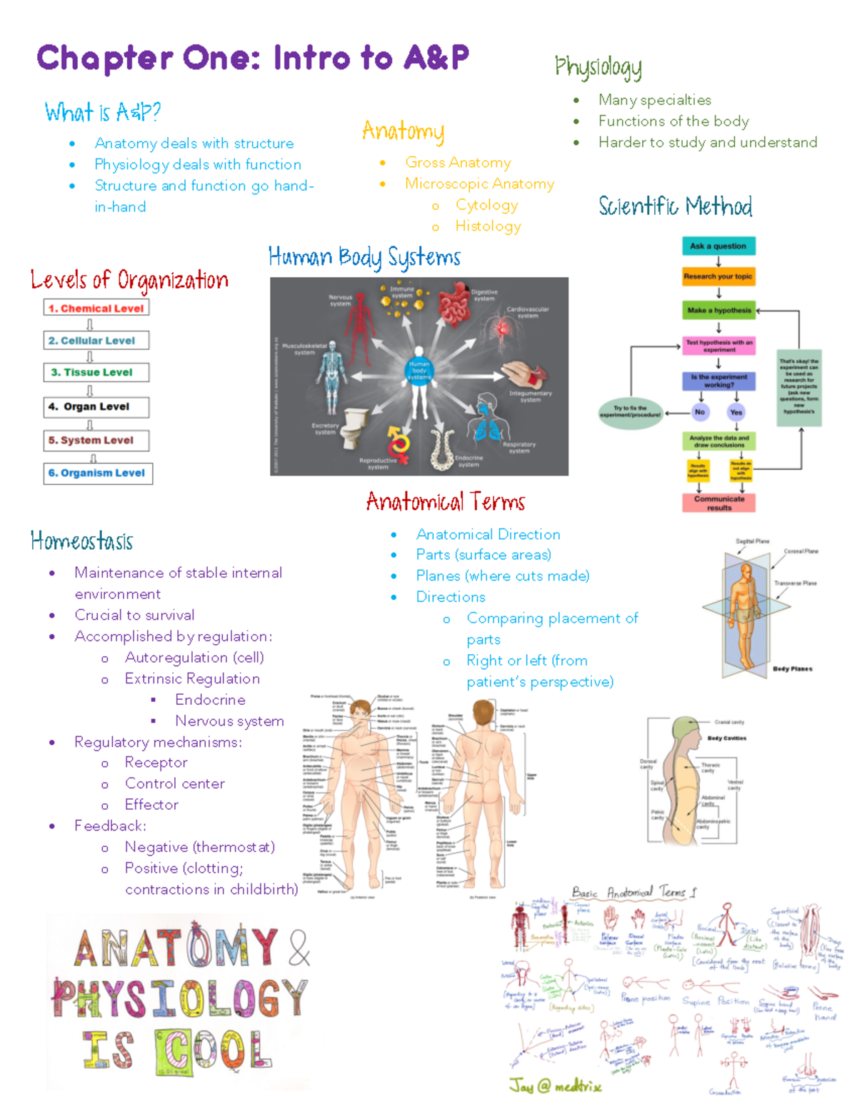 BIOL 2401 Exam #1 Review Notes: Intro to Anatomy & Physiology - Studocu