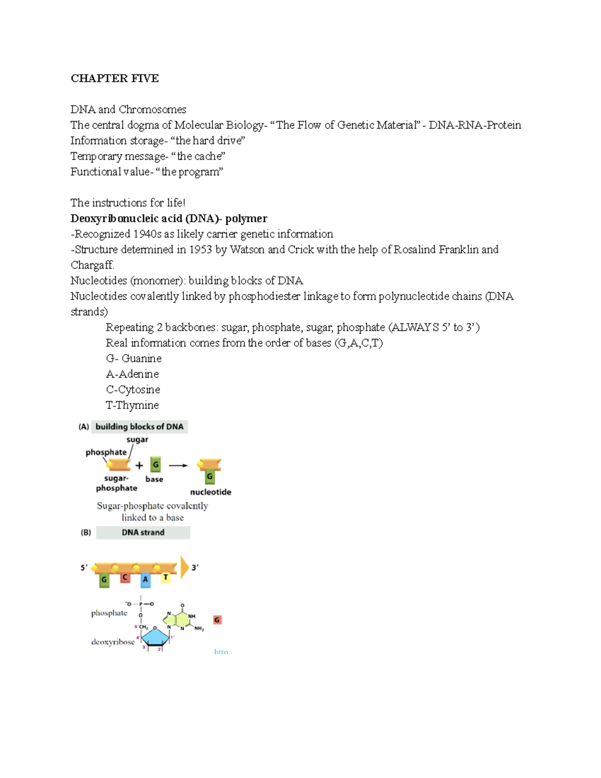 Cell Bio 202 - Exam 2 Notes by Dr. Hartman: DNA & Chromosomes Insights ...