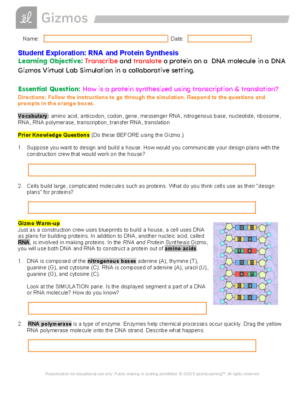 RNA & Protein Synthesis: Gizmo Simulation Exploration Guide - Studocu