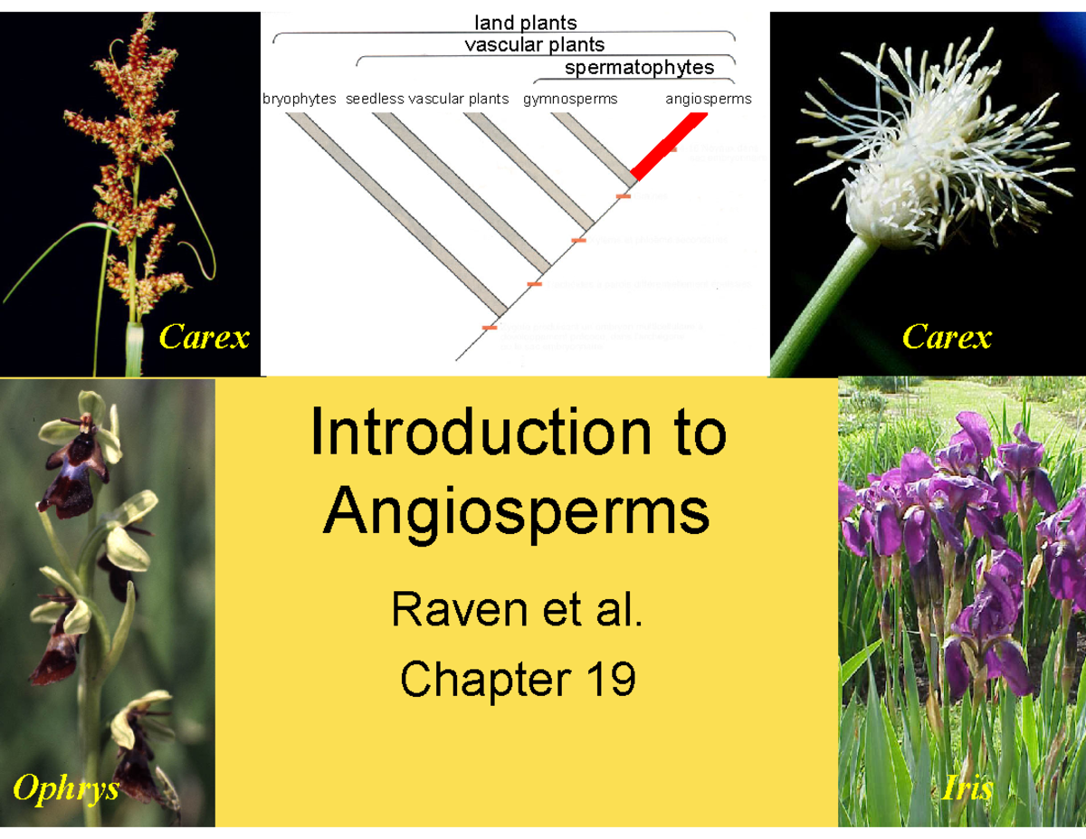 Lecture 9 angiosperms introduction BIO2137 2024 - Raven et al. Chapter ...