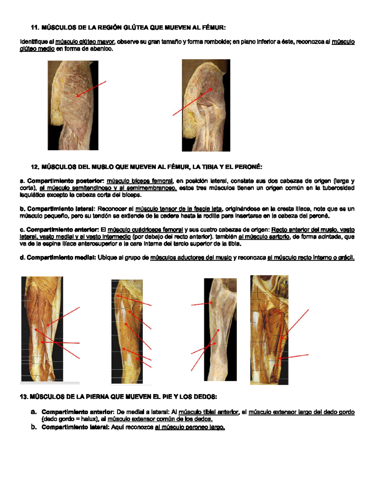 Interés del estudio de la morfología humana en la masokinesiterapia -  ScienceDirect, image size:1200x1553