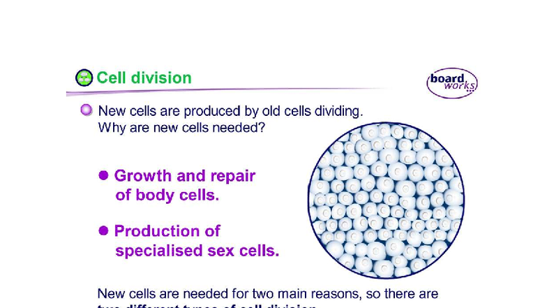 Biology Revision: Cell Division & Protein Synthesis Notes (BIO 101 ...