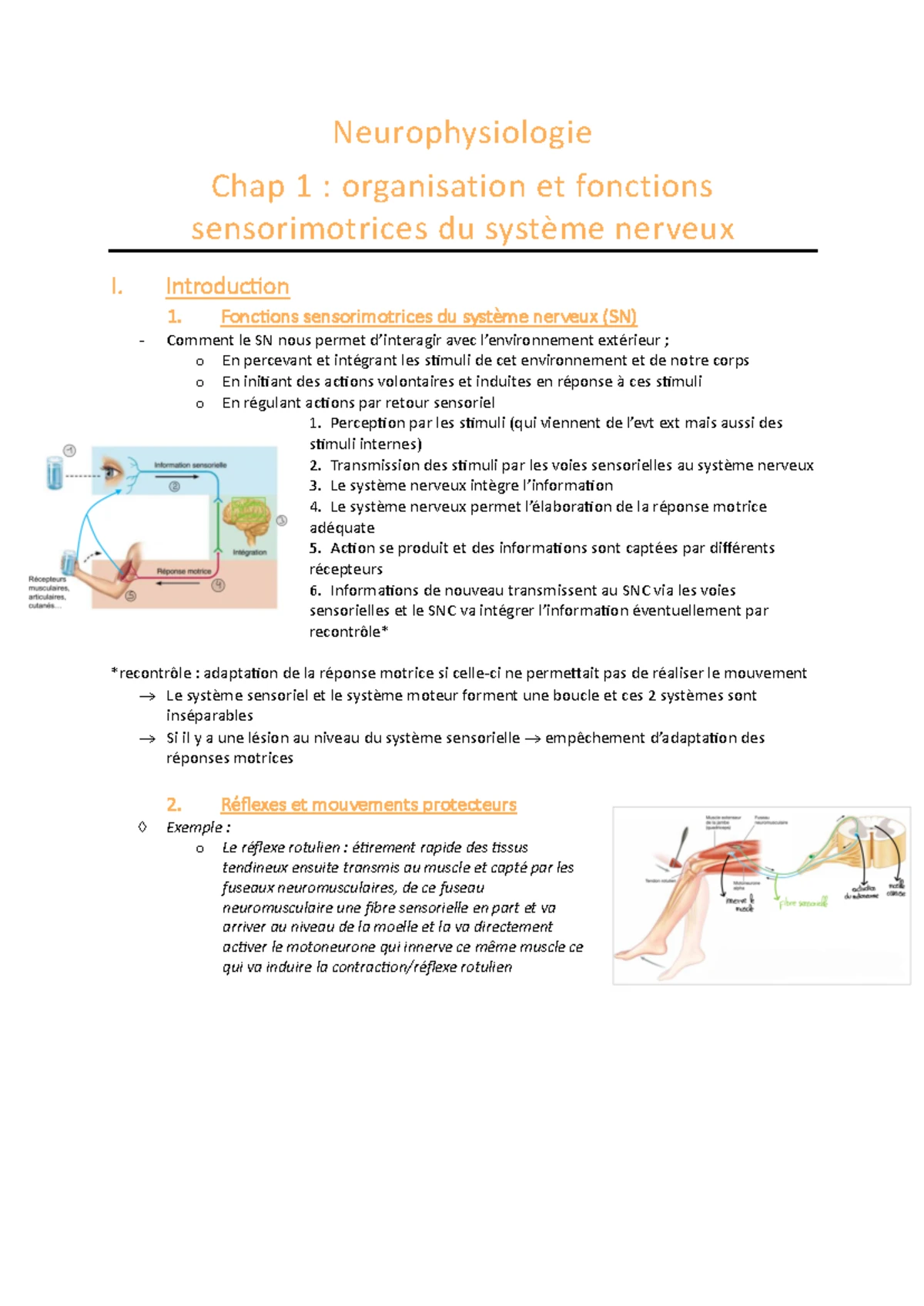 Organisation et Fonctions du Système Nerveux - Notes de Cours - Studocu