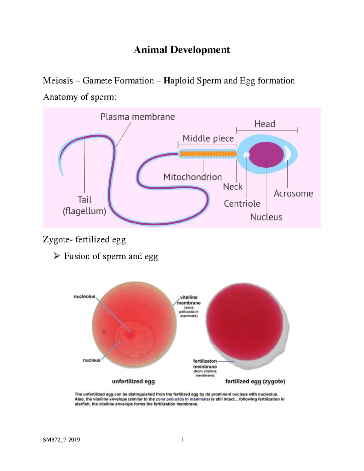 Ch 47 Animal Development: Meiosis, Gamete Formation & Embryology ...
