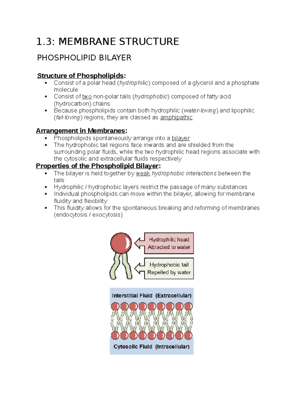 Cell Biology Notes: Membrane Structure Overview (BIO) - Studocu