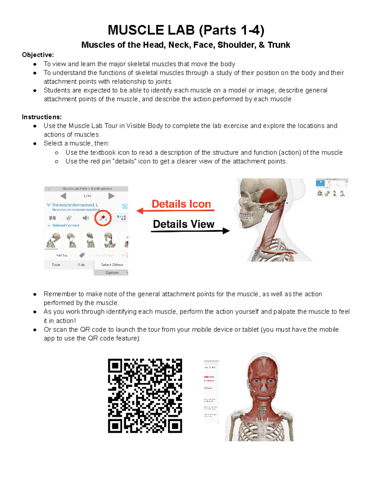 Muscle LAB: Anatomy and Function of Major Skeletal Muscles (Parts 1-4 ...
