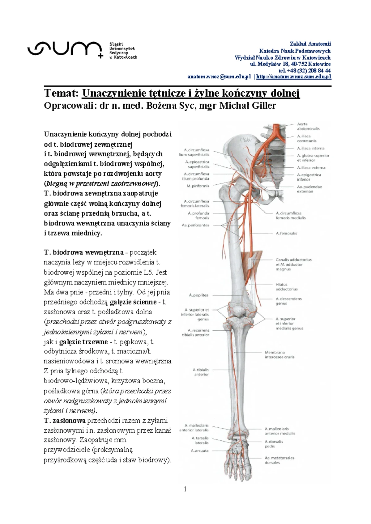 Sprawdzian Z Anatomii Stawy I Polaczenia www.studocu.com