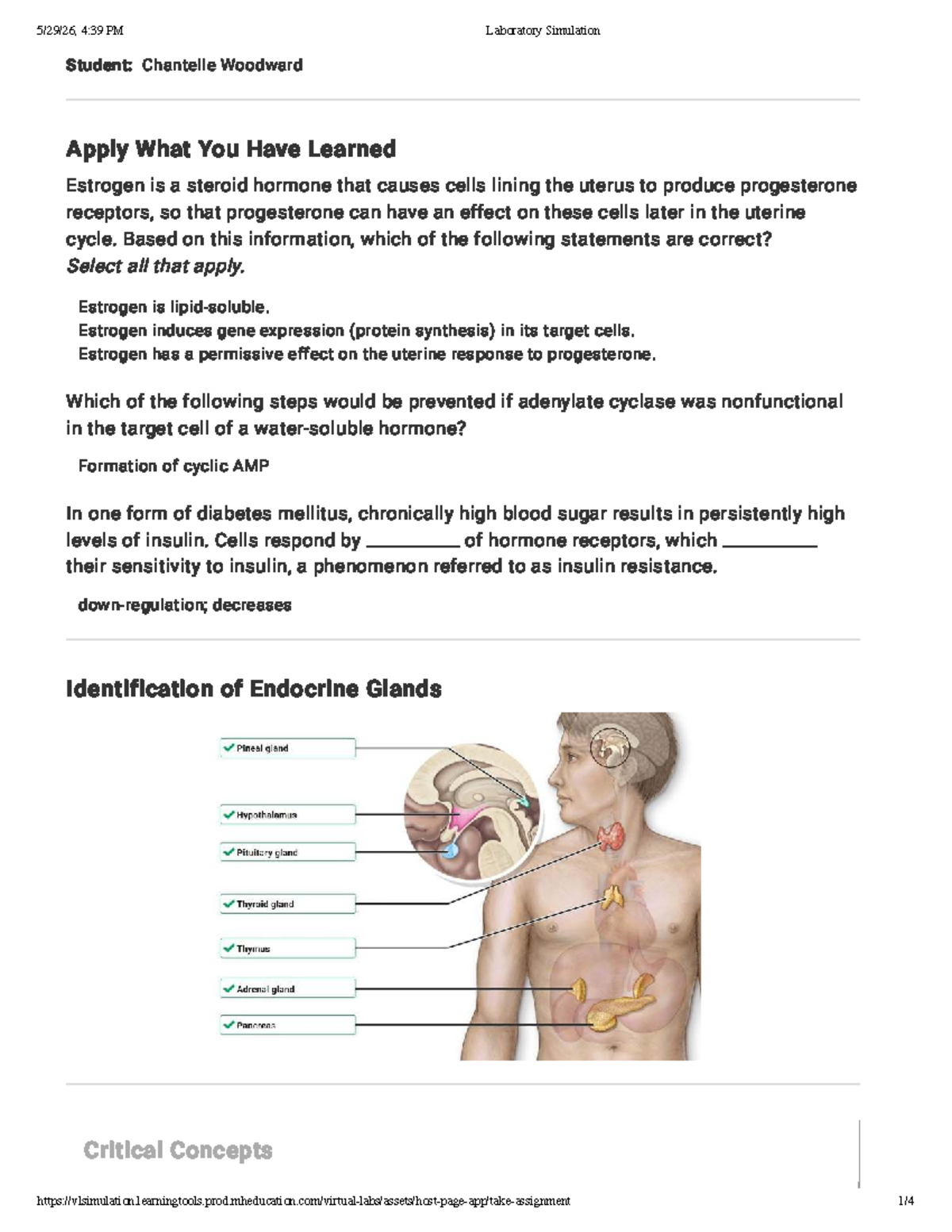 Endocrine System Lab Simulation: Hormone Functions & Interactions - Studocu