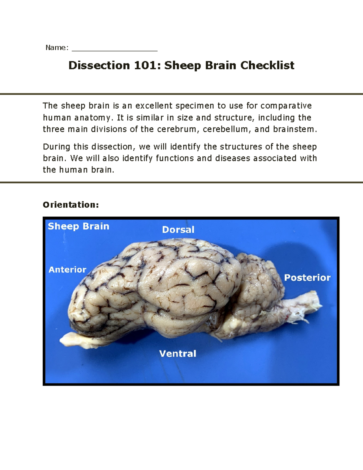 Sheep Brain Dissection 101: Student Checklist for Anatomy - Studocu