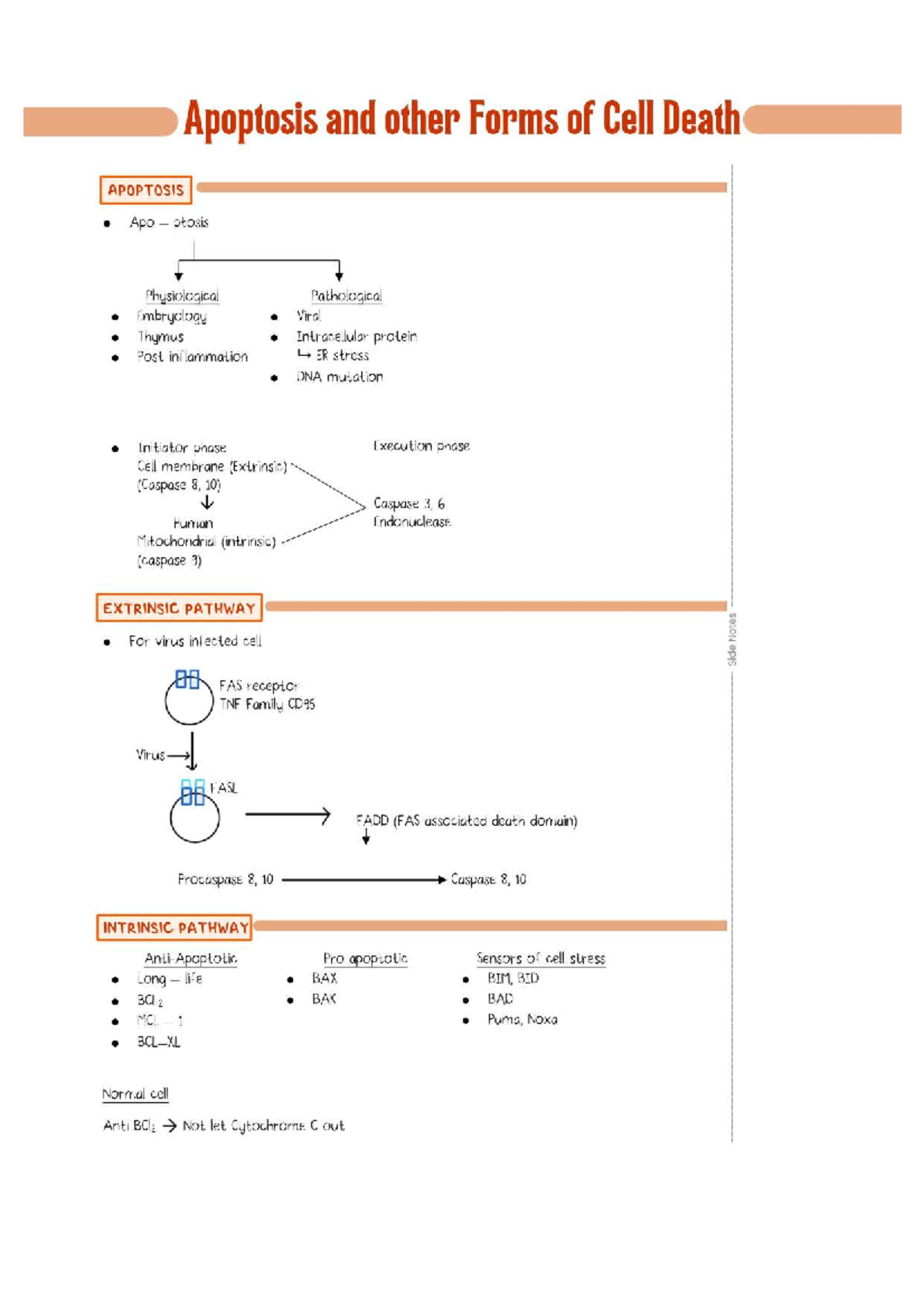 Apoptosis and Other Forms of Cell Death: A Comprehensive Overview - Studocu