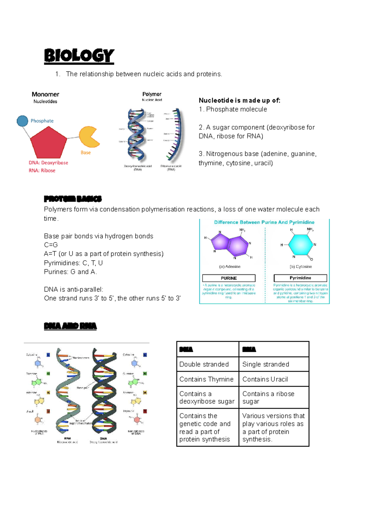 BIOLOGY 101: Nucleic Acids and Proteins Overview - Studocu